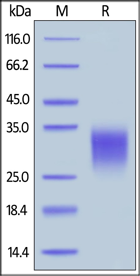 IL-22 Recombinant Protein