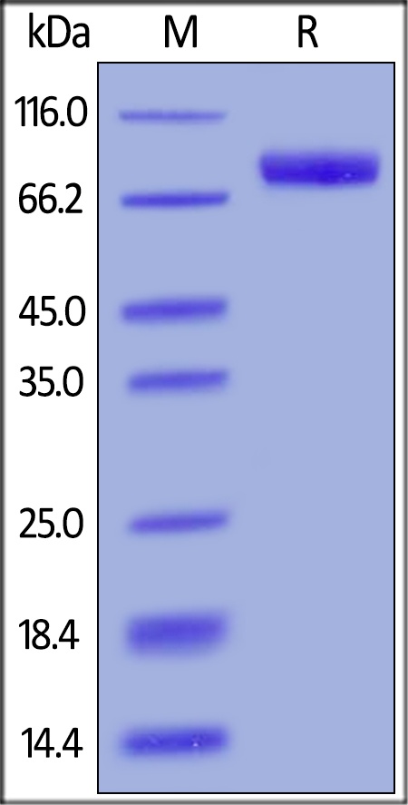 IL-6 R alpha / CD126 Recombinant Protein