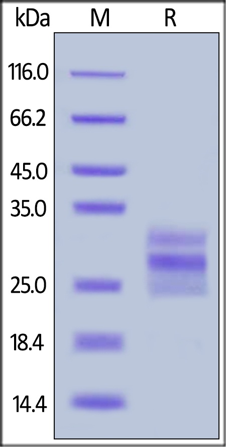 Flt-3 Ligand Recombinant Protein