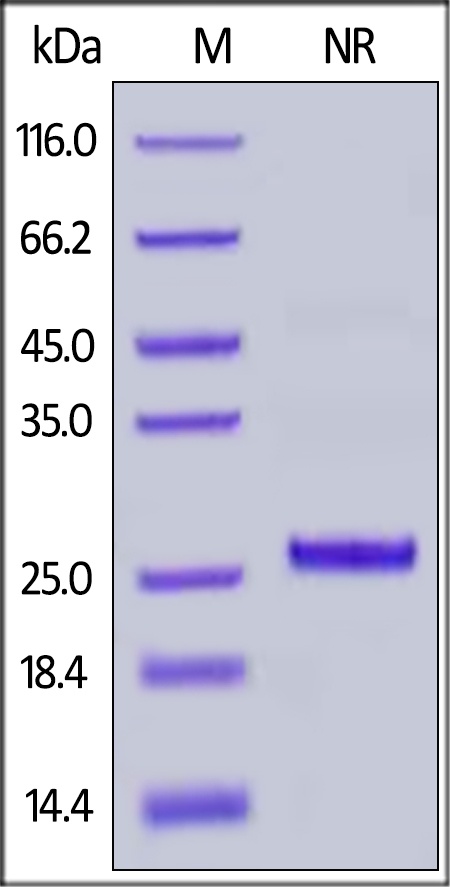 Rhesus macaque / Complement Factor D / CFD Recombinant Protein