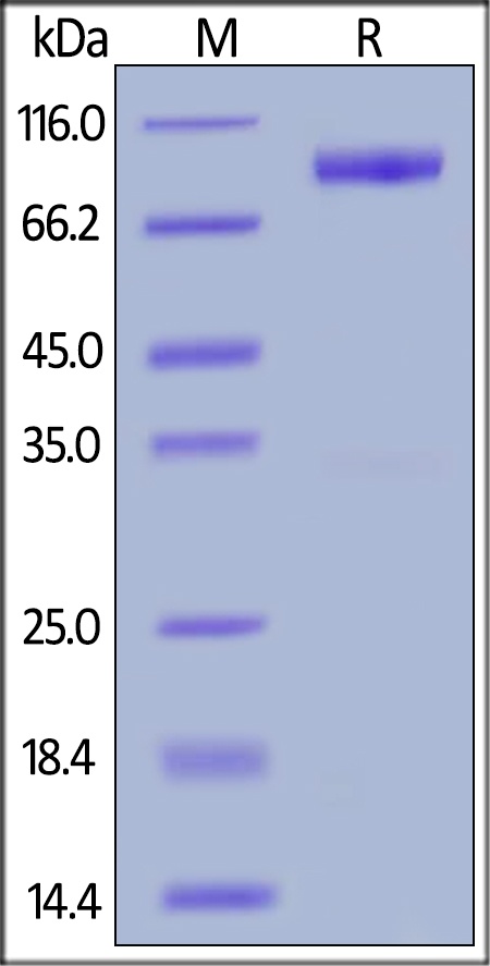 IL-23 R Recombinant Protein