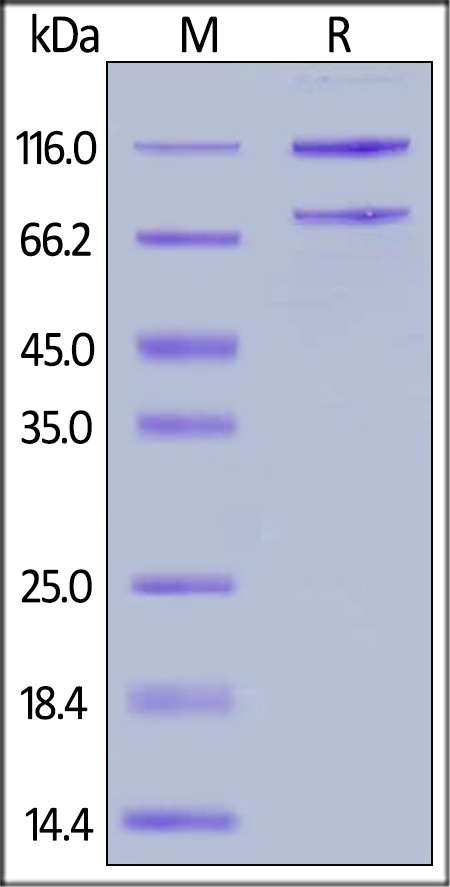 Complement C5 Recombinant Protein