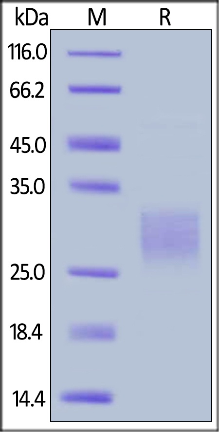 Canine CD47 Recombinant Protein