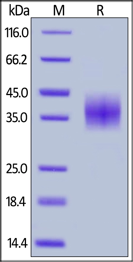 PD-L1 / B7-H1 Recombinant Protein