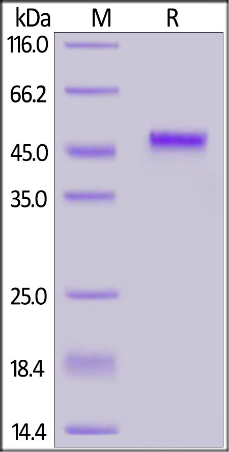 PVRIG Recombinant Protein