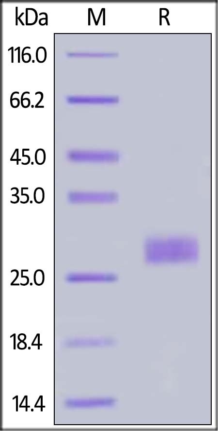 IL-33 Recombinant Protein