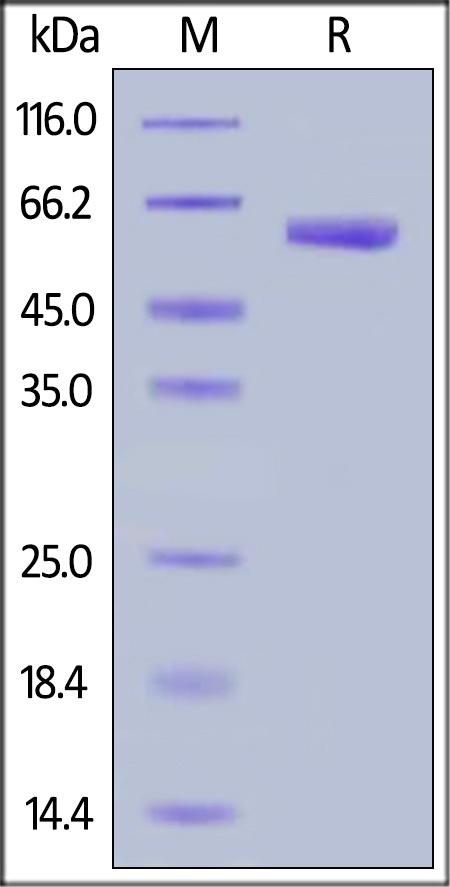 VSIG3 Recombinant Protein