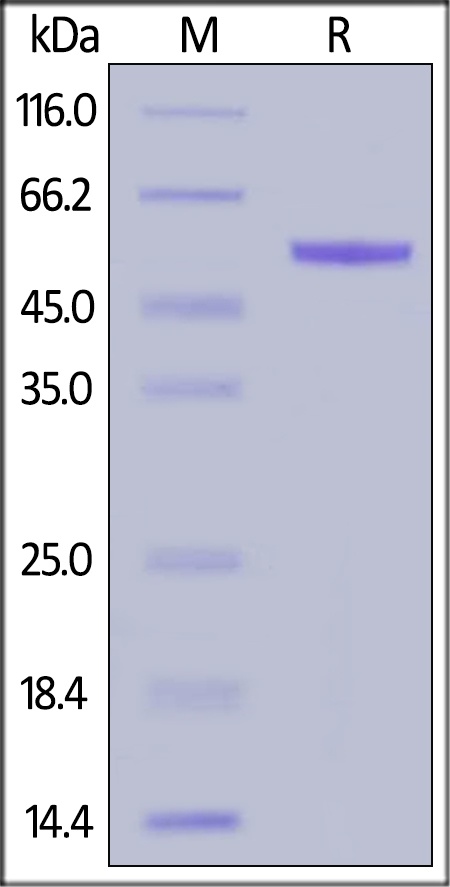 Rhesus macaque Complement Factor D / CFD Recombinant Protein