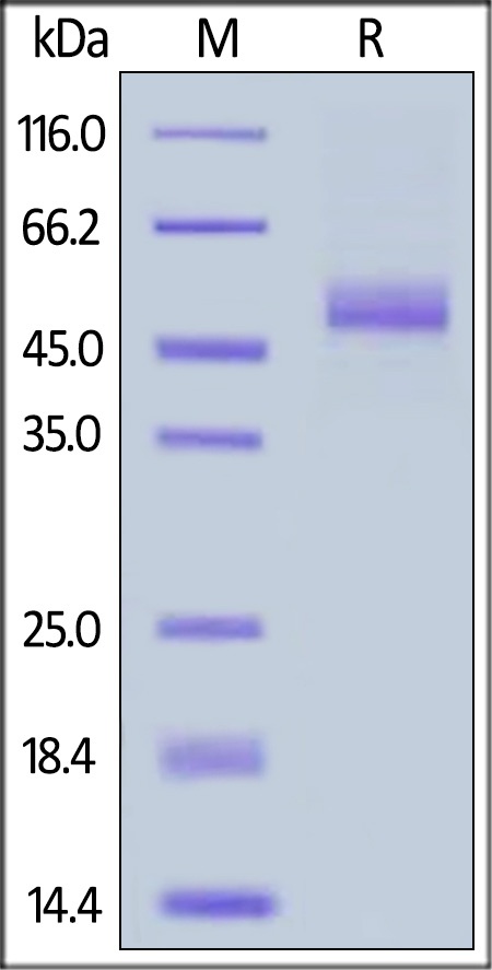 IL-15 Recombinant Protein