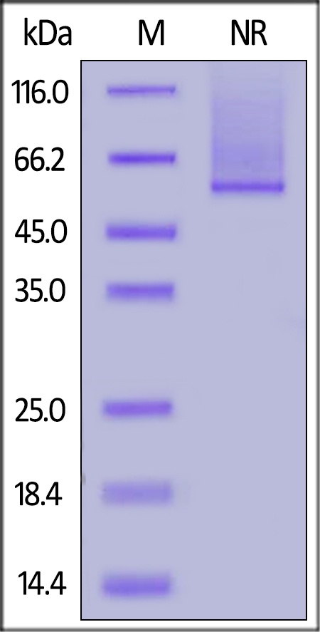 Glypican 2 / GPC2 Recombinant Protein