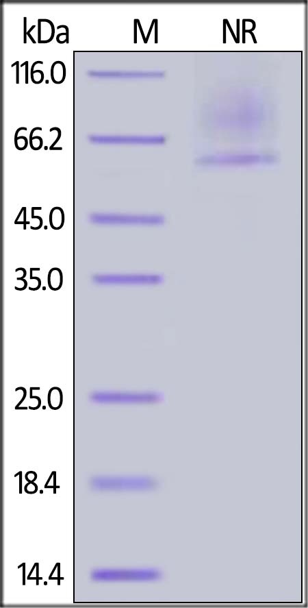 Glypican 2 / GPC2 Recombinant Protein