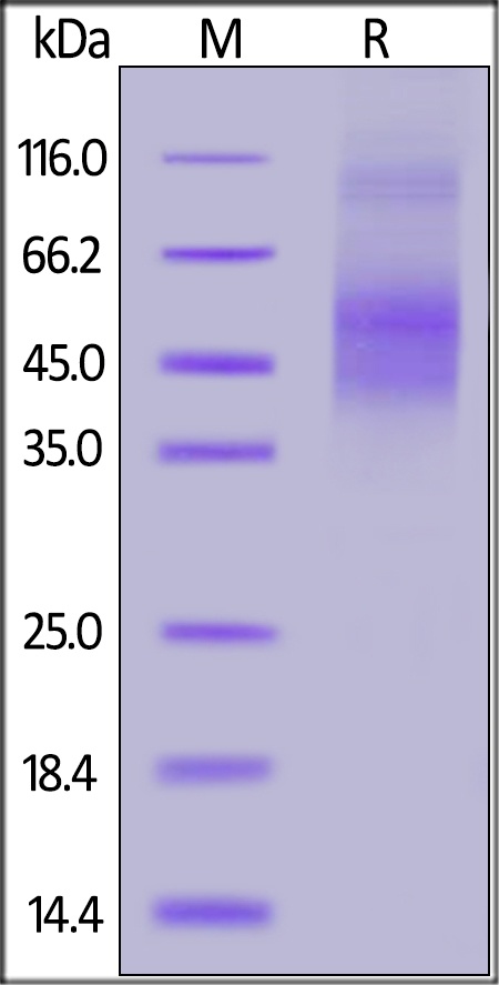 Axl Recombinant Protein