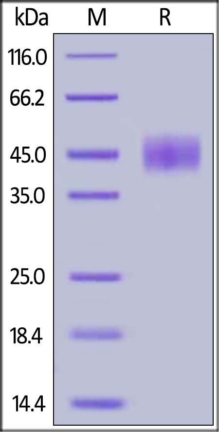 CD24 Recombinant Protein