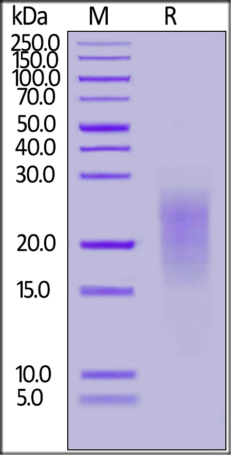 ALK-7 Recombinant Protein