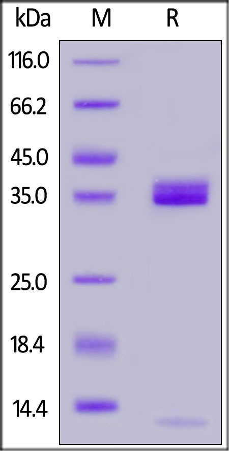 ApolipoRecombinant Protein E / APOE Recombinant Protein