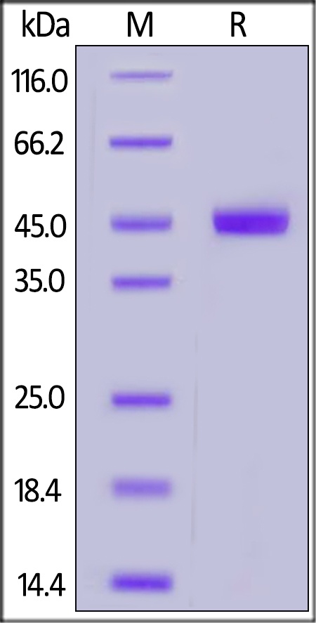 CD209 / DC-SIGN Recombinant Protein