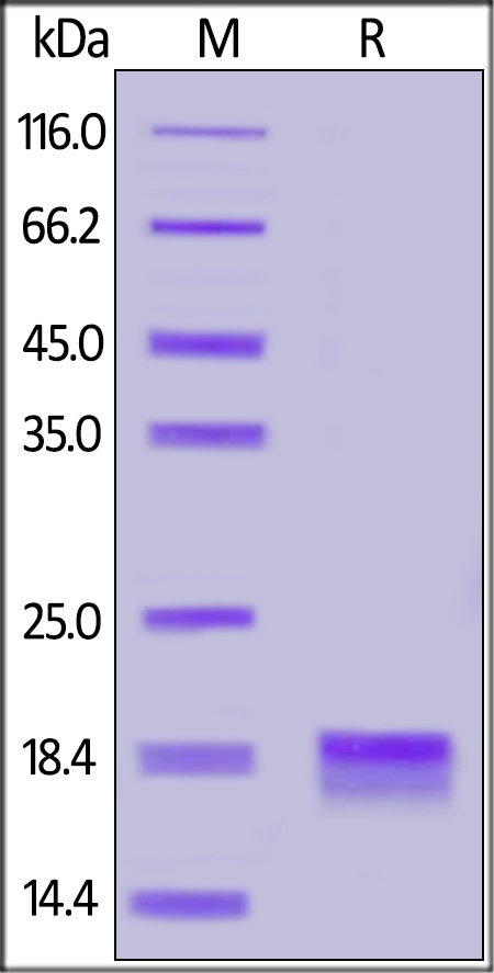 IL-2 Recombinant Protein