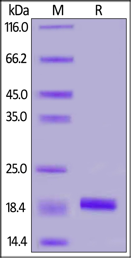Iba1 / AIF-1 Recombinant Protein
