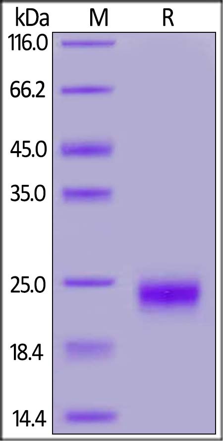 IL-17F Recombinant Protein