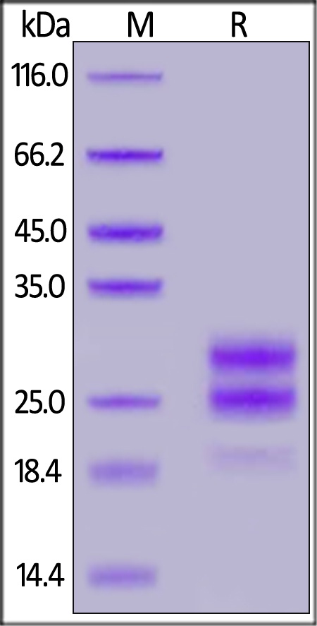 IL-17F Recombinant Protein