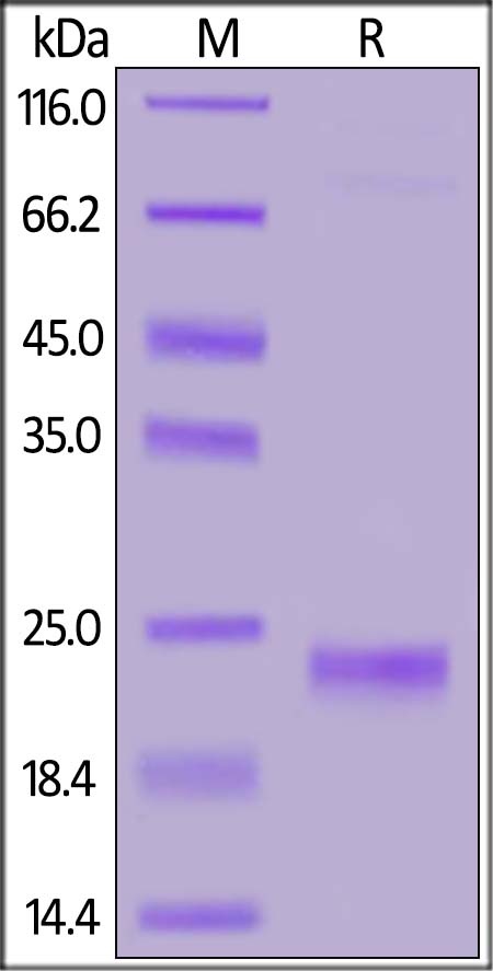 IL-17F Recombinant Protein