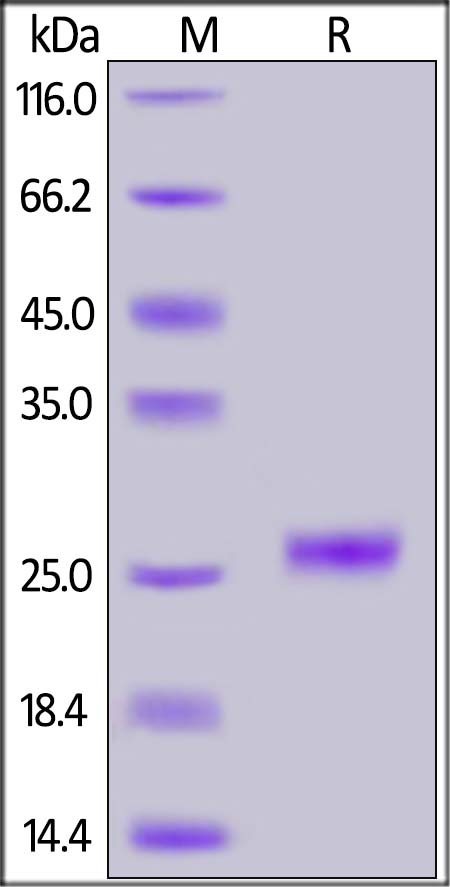 IL-33 Recombinant Protein