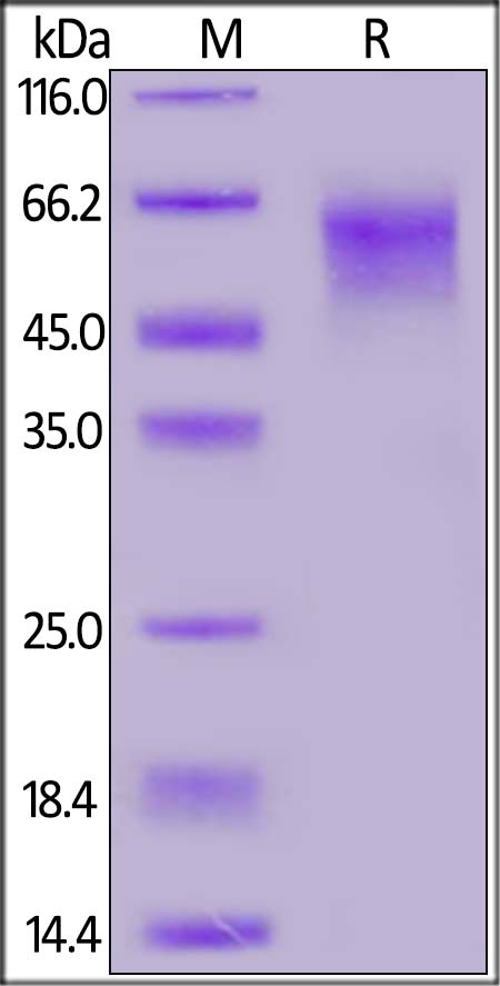 SARS-CoV-2 (COVID-19) S1 Recombinant Protein NTD