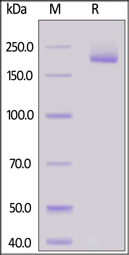 Siglec-1 / CD169 Recombinant Protein