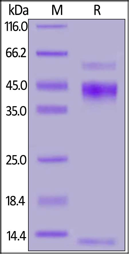 Latent TGF-beta 1 (C33S) Recombinant Protein