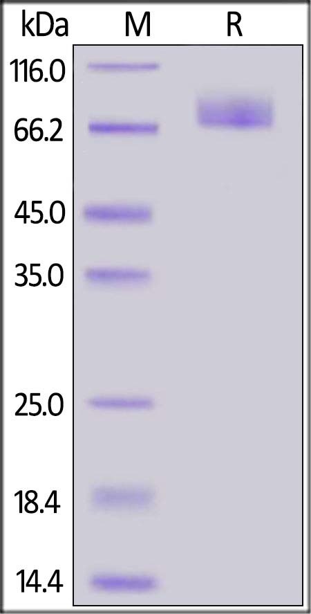 SARS-CoV-2 (COVID-19) S2 Recombinant Protein