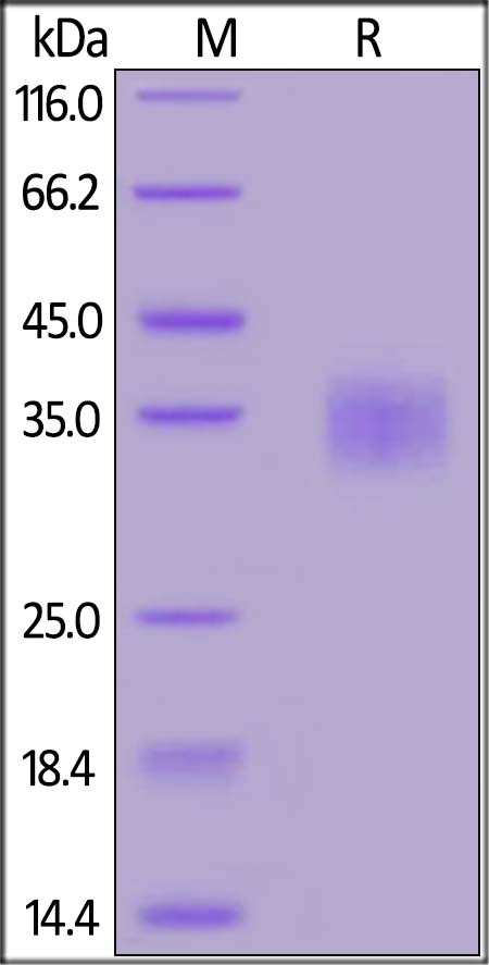 MERS S Recombinant Protein RBD