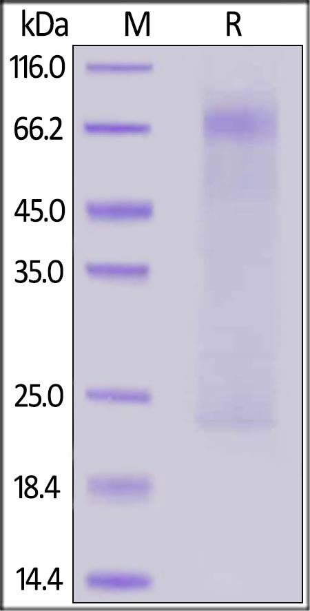 MERS Nucleocapsid Recombinant Protein