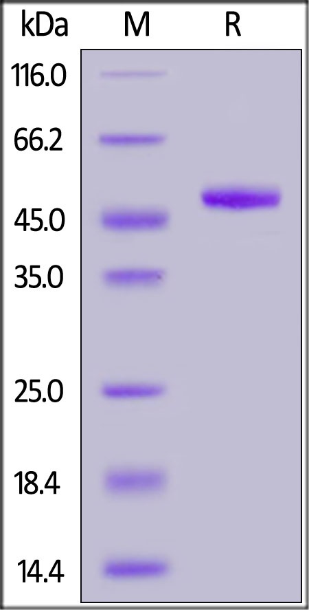 ILDR2 Recombinant Protein