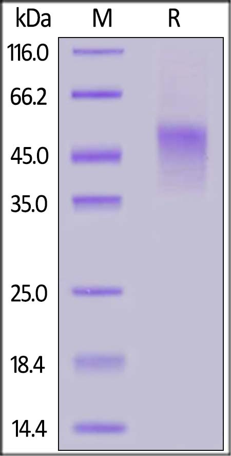 Biotinylated TNFR2 / CD120b / TNFRSF1B Recombinant Protein