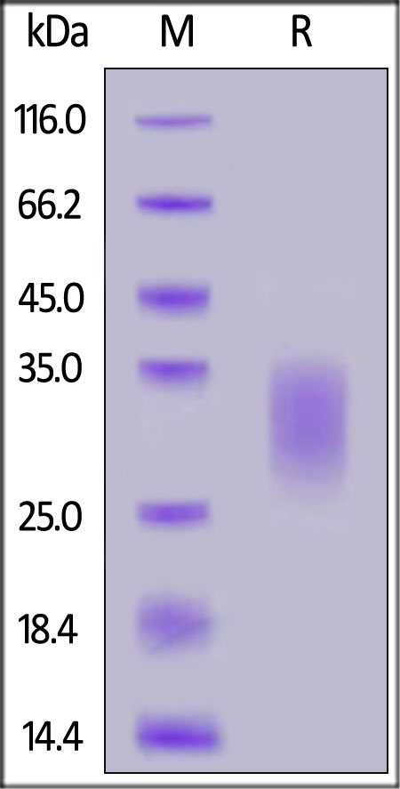 Biotinylated IL-22 Recombinant Protein