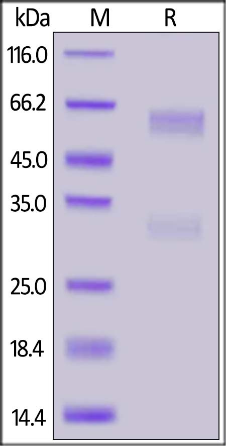 Biotinylated SARS-CoV-2 (COVID-19) Nucleocapsid Recombinant Protein