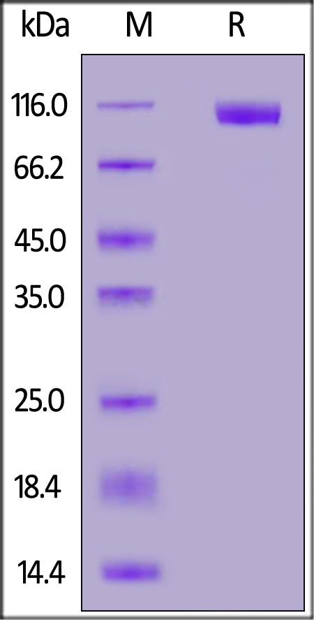 MERS S1 Recombinant Protein