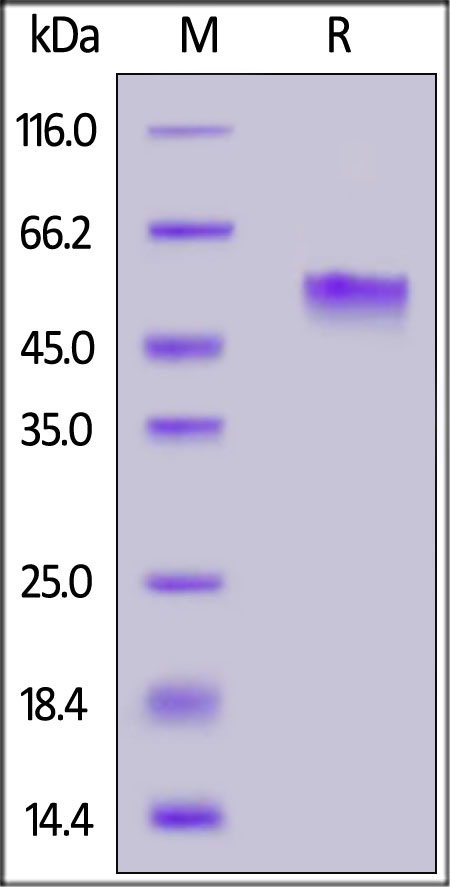 PVRIG Recombinant Protein