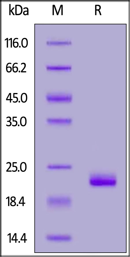 ZNRF3 Recombinant Protein