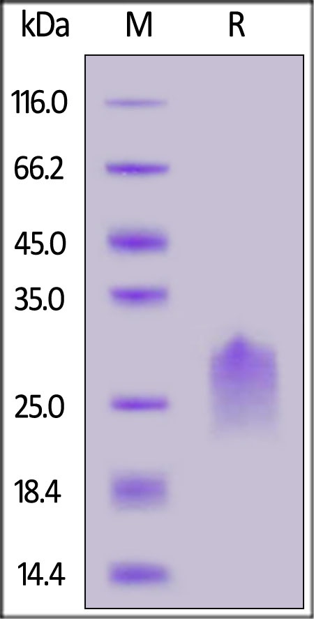 PVRIG Recombinant Protein