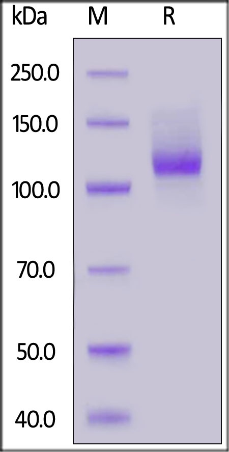 Neuropilin-1 / NRP1 / CD304 Recombinant Protein