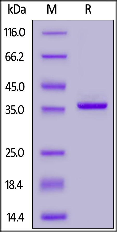 Streptococcus pyogenes IdeS Recombinant Protein