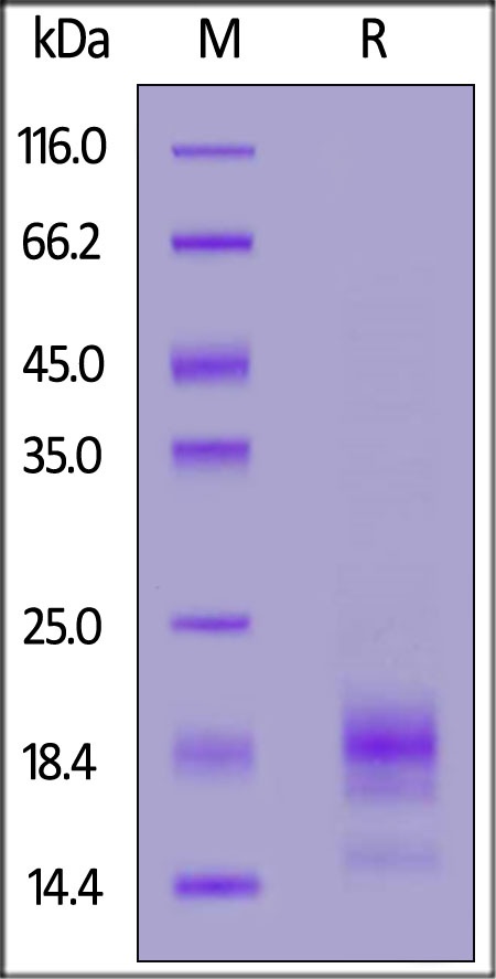 IL-5 Recombinant Protein