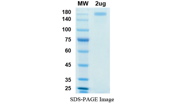 SARS-CoV-2 (COVID-19) Spike Recombinant Protein