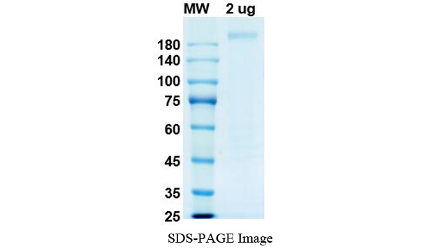 SARS-CoV-2 (COVID-19) S-trimer Recombinant Protein