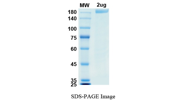 SARS-CoV-2 (COVID-19) S-trimer 6P Recombinant Protein