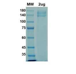 SARS-CoV-2 (COVID-19) S1 Recombinant Protein