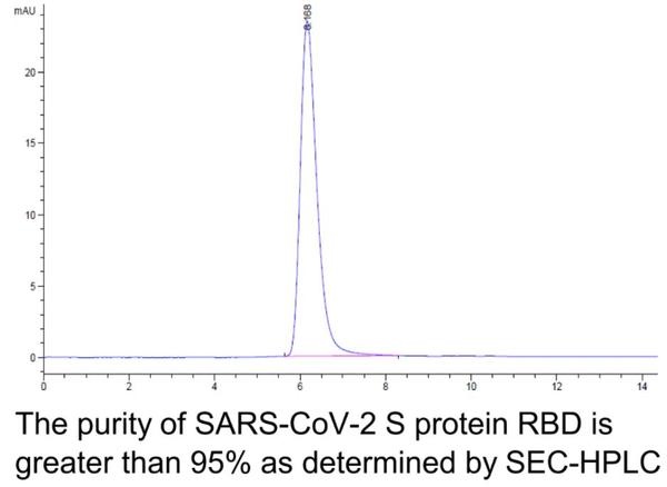 SARS-CoV-2 (COVID-19) Spike RBD Recombinant Protein