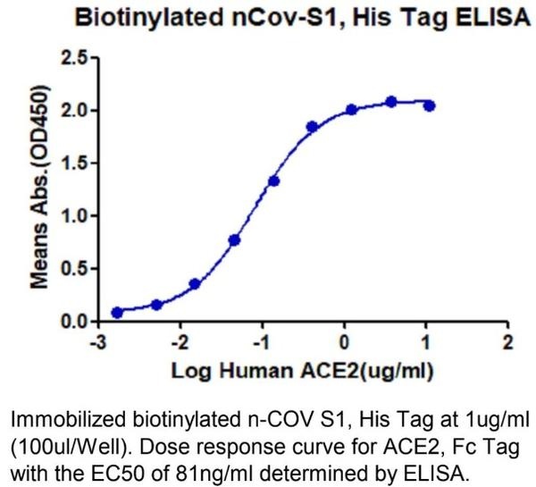 Human ACE2 Recombinant Protein