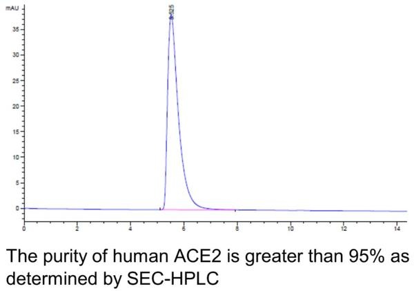 Human ACE2 Recombinant Protein